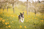 Border Collie Puppy