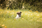 Border Collie Puppy