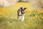 Border Collie Puppy