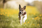 Border Collie Puppy