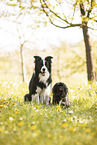 2 dogs