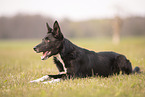 Border Collie