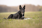 Border Collie