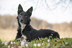 Border Collie