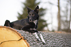 Border Collie