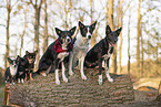 dogs