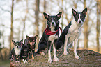 dogs