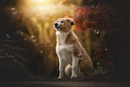 Border Collie Puppy