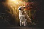 Border Collie Puppy