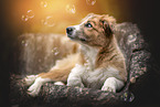 Border Collie Puppy