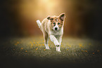 Border Collie Puppy