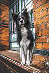 Border Collie