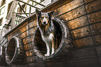 Border Collie
