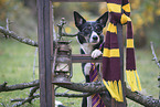 Border Collie