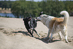 dogs