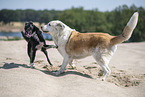 dogs