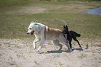 dogs
