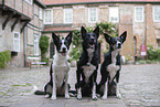 Border Collies