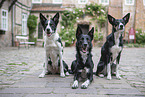 Border Collies