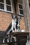 Border Collies