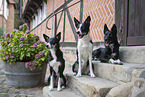 Border Collies