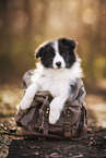 Border Collie Puppy
