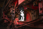 Border Collie