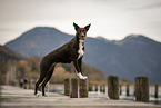 Border Collie