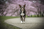 Border Collie