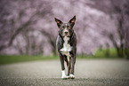 Border Collie