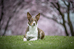 Border Collie