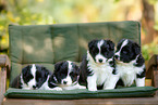 Border Collie puppy
