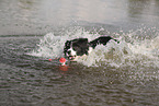 black-white Border Collie