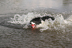 black-white Border Collie