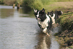 black-white Border Collie