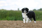 Border Collie puppy