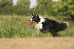 black-white Border Collie