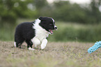 Border Collie puppy