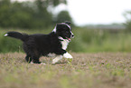 Border Collie puppy