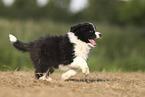 Border Collie puppy