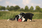 Border Collie puppy