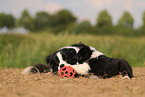 Border Collie puppy