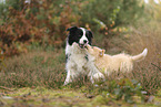 Border Collie puppy