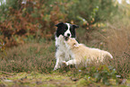 Border Collie puppy