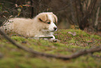 Border Collie puppy