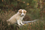 Border Collie puppy