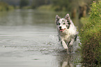 blue-merle Border Collie