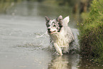 blue-merle Border Collie