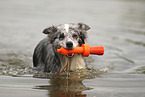 blue-merle Border Collie