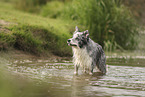 blue-merle Border Collie